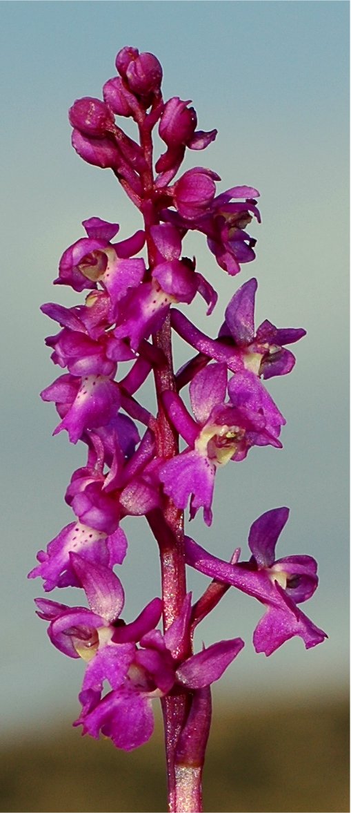 Orchis tenera (= Orchis mascula)